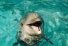 happy dolphin 