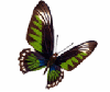 butterfly Morphing
