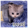 kitten rawr