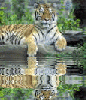 tiger basking by water