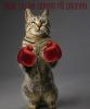 boxing cat
