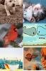 Animals collage