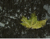 leaf in the rain