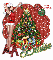DENISE Mistletoe Garv Christmas