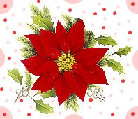 Poinsetia