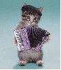 Musical Cat