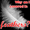 Why am I covered in feathers?