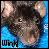 Winking Rat