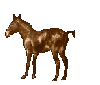 Horse3