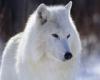 White wolf watching you