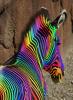 Colorful Rainbow Zebra