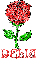 Delia Red Rose