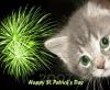 Irish Kitten