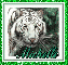 michelle green tiger
