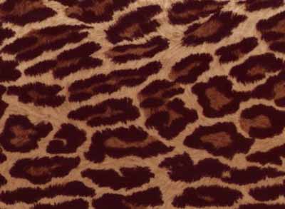 leopard