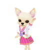 Chihuahua Puppy Girl