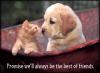 Kitten and dog friends