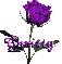 purple rose christy