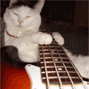 kitty with guitar