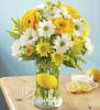 Daisy flowers & lemonade