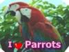 i luv parrots