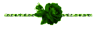 green rose divider