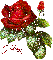 helen red rose