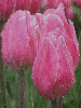 pink tulips in the rain