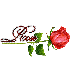 Red Rose: Rose