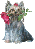 Yorkshire terrier rose