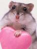 Hamster with a Big Heart