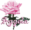pink rose aggela