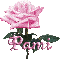 pink rose pami