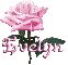 pink rose evelyn