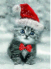 cat in the snow with cape