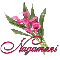 Pink Lily:Nagamani