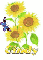 cindy sun flower