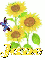 jane sun flower