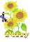 perry sun flower