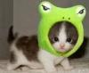 kitten with frog hat