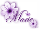 Purple Flower - Marie