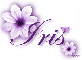 Purple Flower - Iris