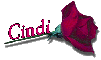 Red Rose - Cindi