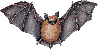 gray bat