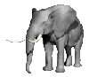 elephant raising trunk