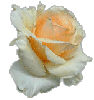 peachy rose 