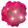 twinkle rose