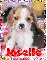 Joselle Beagle Puppy