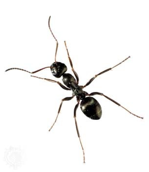 ant photo