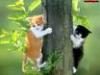 Kittens climbing a tree!